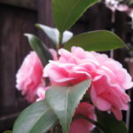 元氣堂3月〜5月カレンダー